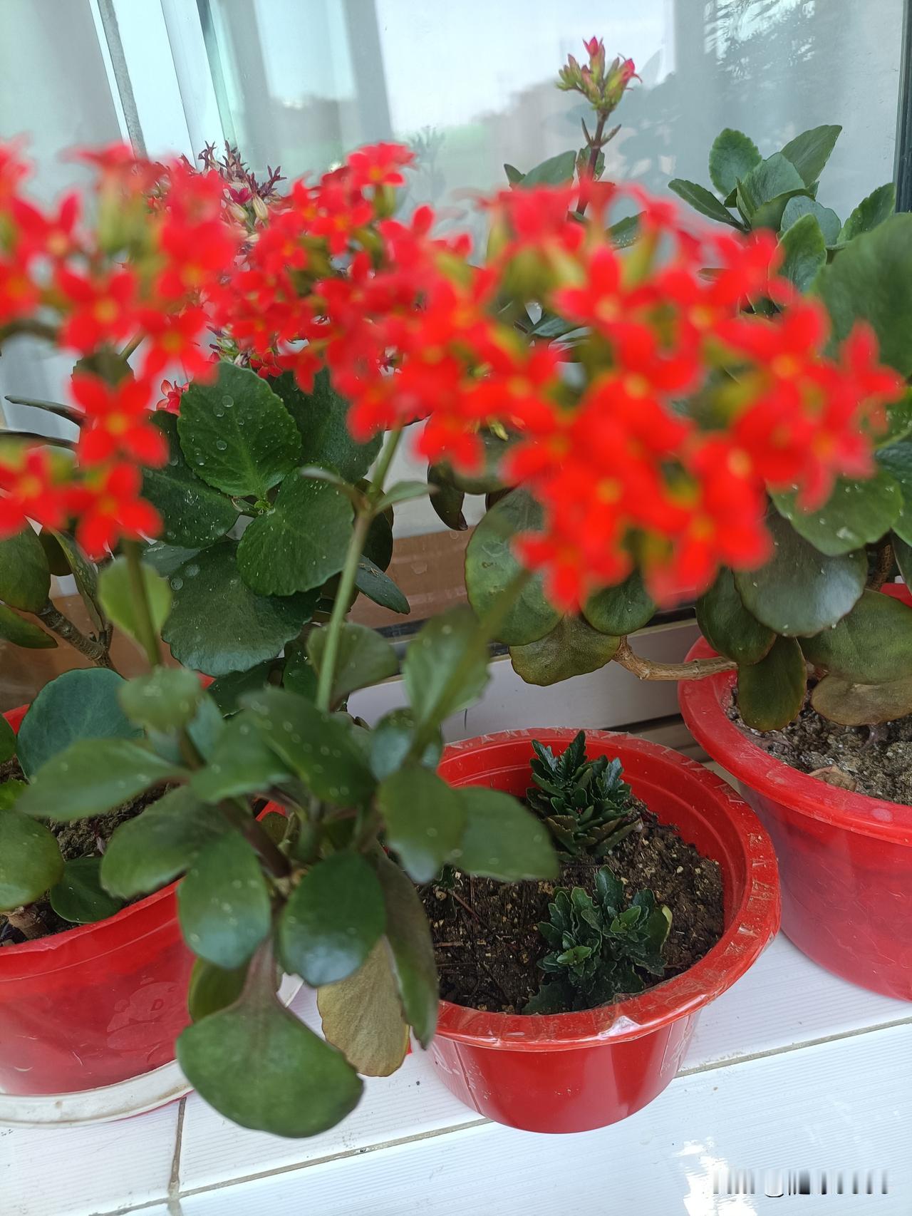 我与花友太有同感了，长寿花最好养的品种就是凤尾了，不存在黑腐的问题。而其它品