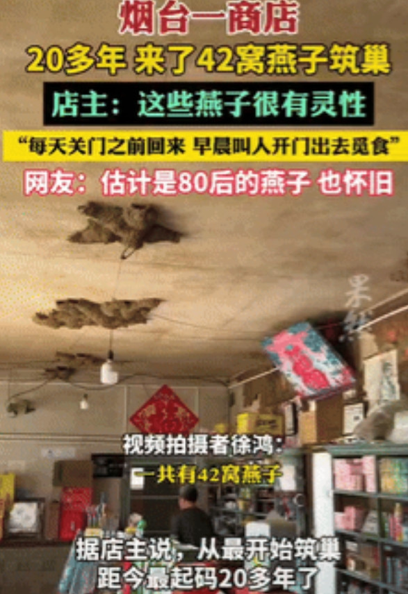 “万物皆有灵！”山东一家商铺天花板上密密麻麻地全是燕窝，整整42只！这些燕子每天