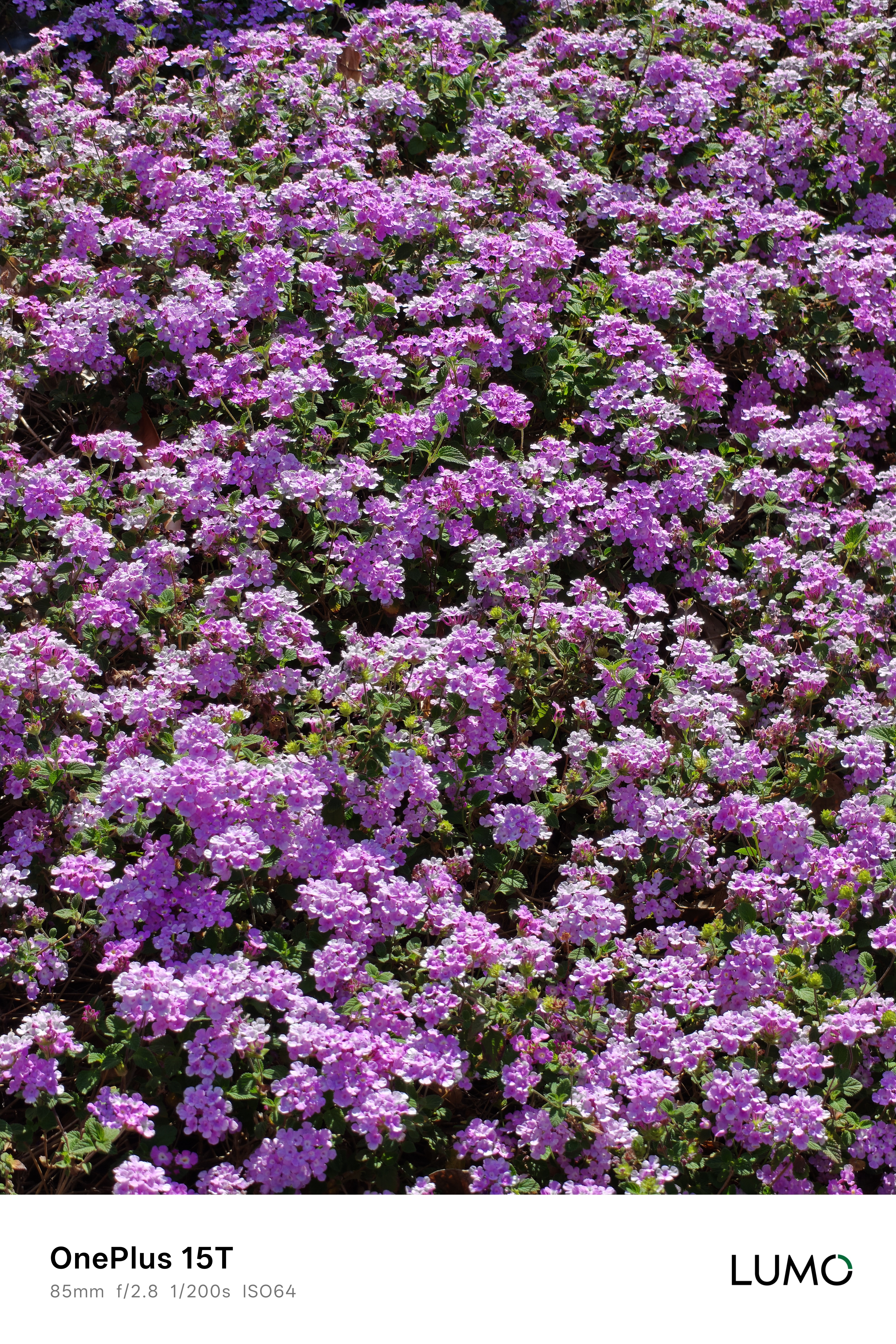 来一组一加15T的随手拍图赏吧，感受春天的味道感觉如何？