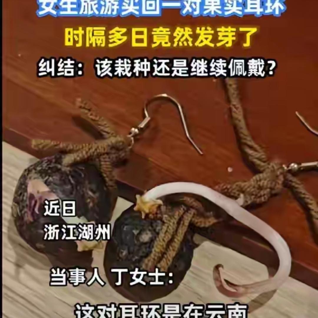 浙江女子云南旅游带回一对果实耳环，遇上潮湿天气几天后竟然发芽了，令人哭笑不得：现