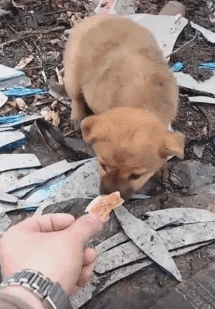 流浪小狗翻找垃圾吃，伸出肉条要喂狗，小狗的行为让人忍不住收养