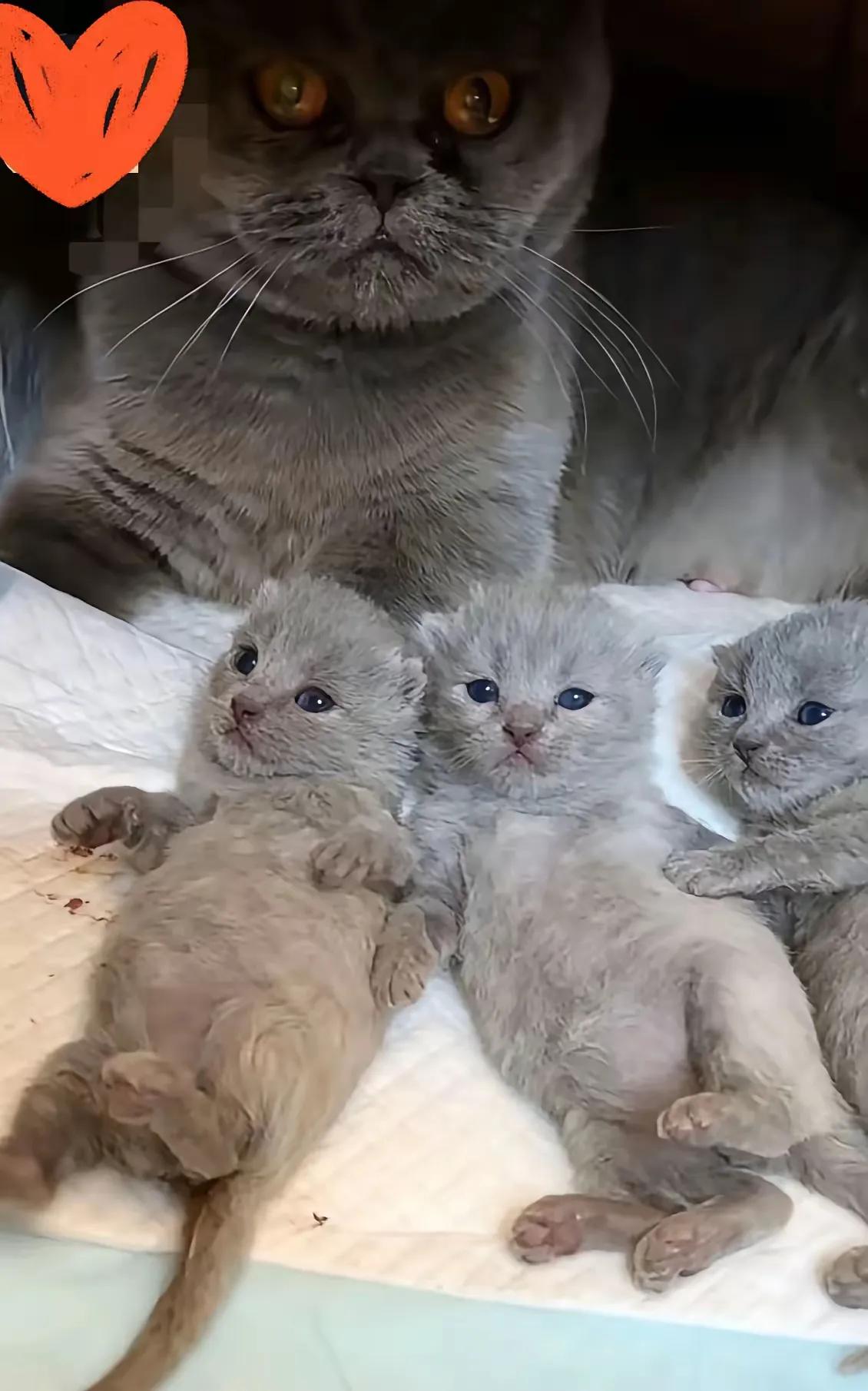 6岁男孩摔死3只出生不到三天小奶猫事件有了新后续！猫主人已经开启了直播带货，而