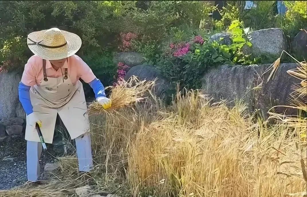 文在寅割小麦，笑得合不拢嘴！这是唯一一个能够享受幸福退休生活的了。现在李在明上