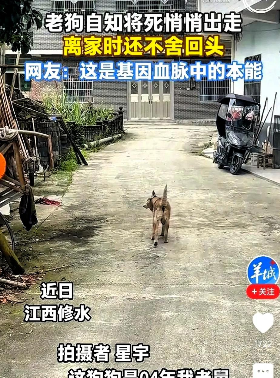 “别出去，就死家里，没人嫌弃你”，江西一个男人，凌晨跟在自家22岁的老狗身后，低