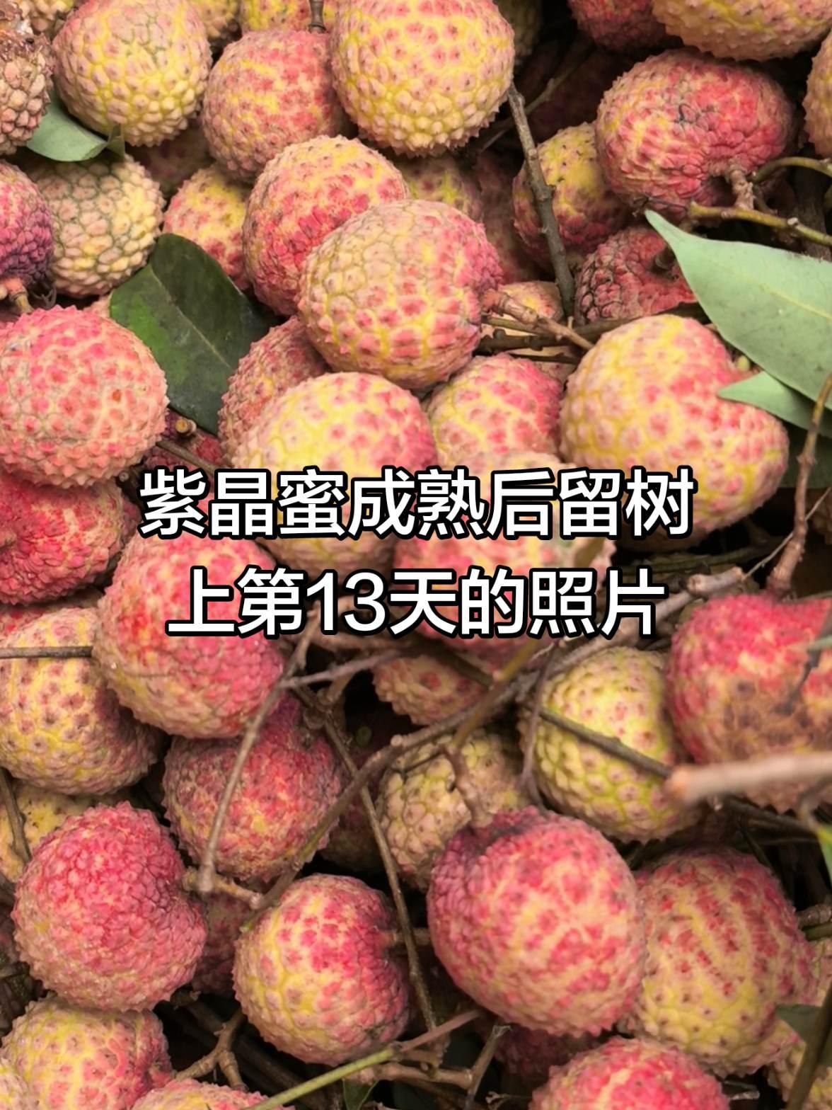 很多荔枝在成熟以后几天左右可开始退糖变味，这样一来，对于种植面积大，采摘不及时的