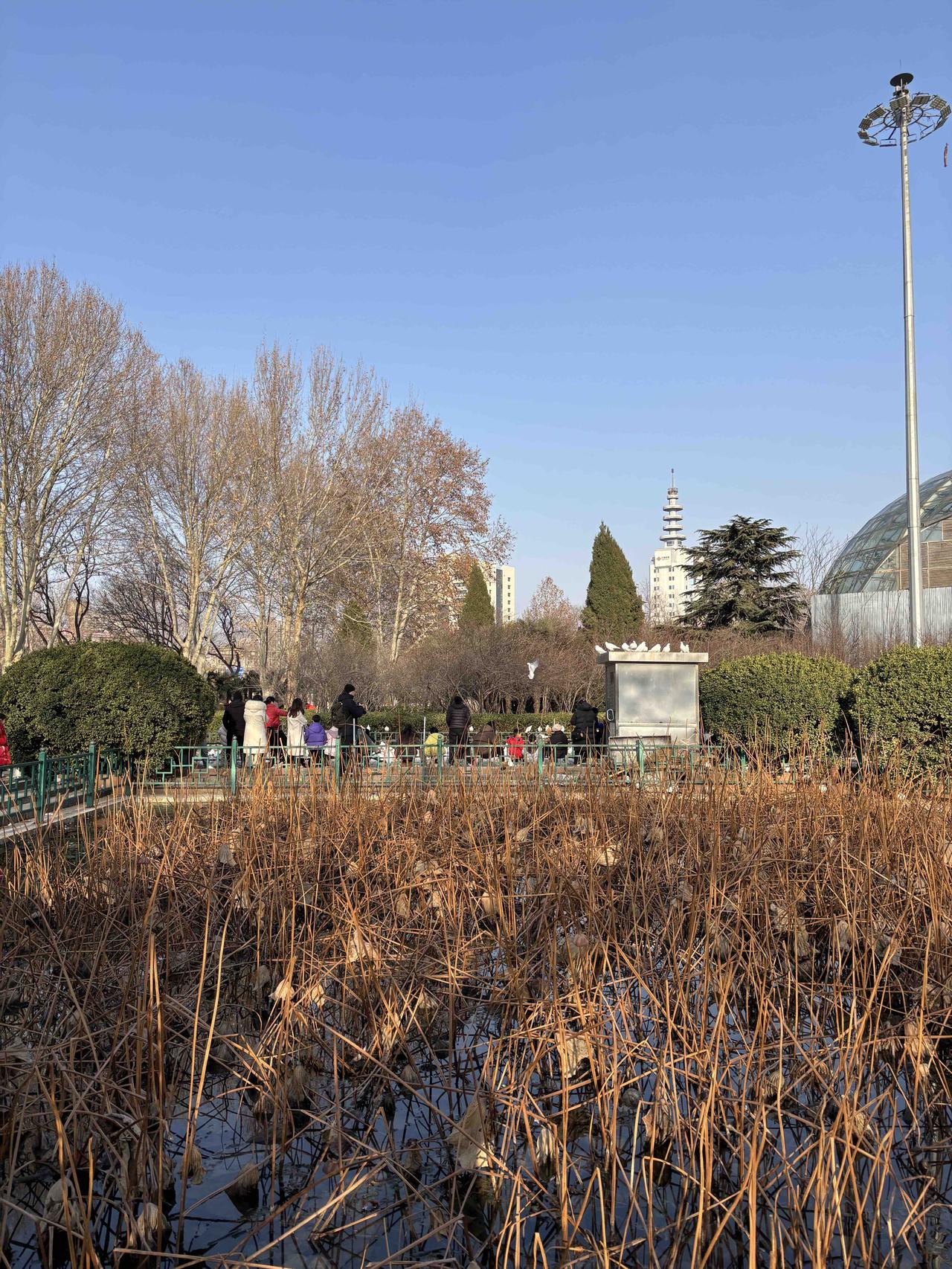 晒晒郑州的城市风光游绿城广场，赏和平鸽舞，观荷塘清韵——郑州欢迎你！