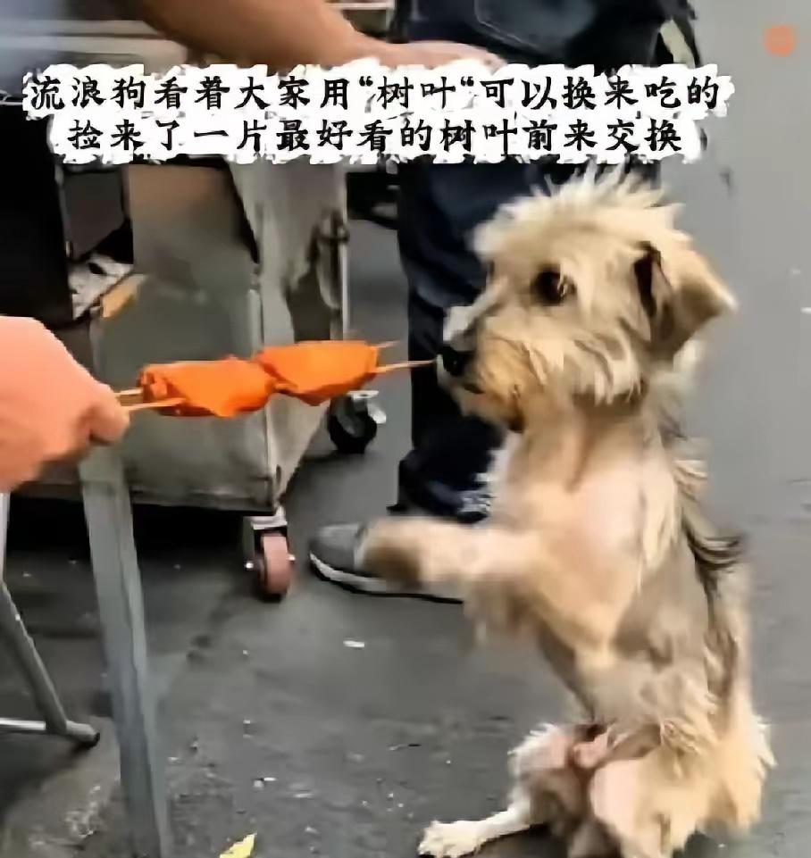 无数善良的人看了泪目！那只小狗叼着香肠，先是愣了一下，好像还没反应过来。它低头