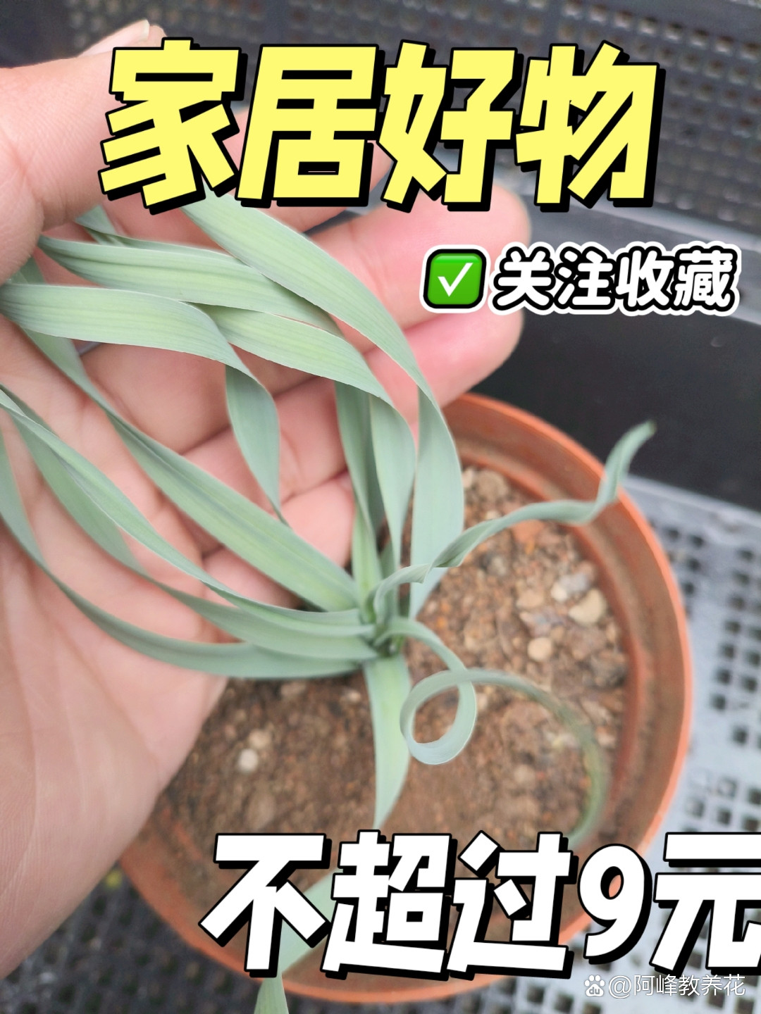 宽叶弹簧草冬季长的很欢啊！