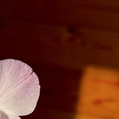 石斛兰的核心种植方法：1.栽培方式：1️⃣附生（模拟原生环境）：绑在树干、蛇木