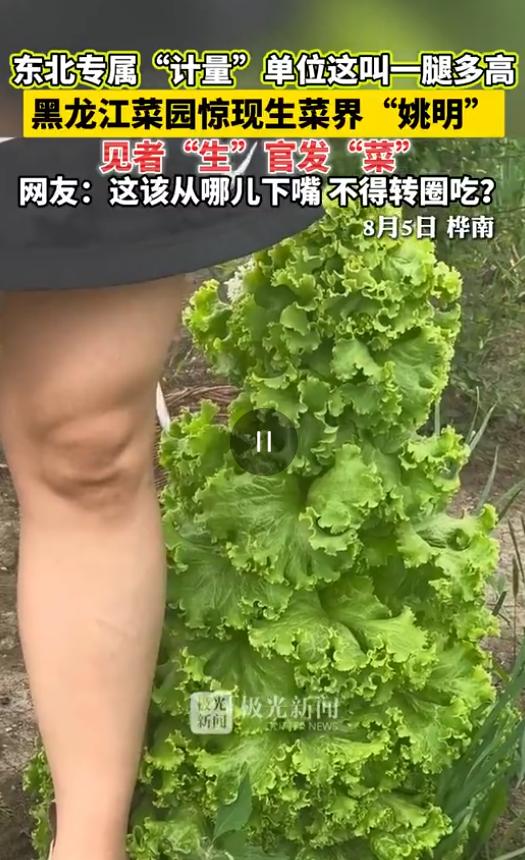“解释不清了！”8月5日潇湘晨报报道，黑龙江一男子在菜园里撒了一把生菜种子，别的