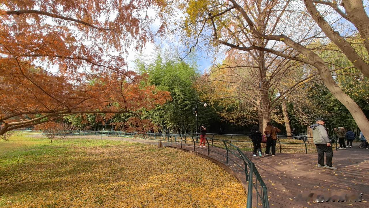 紫竹院公园秋色