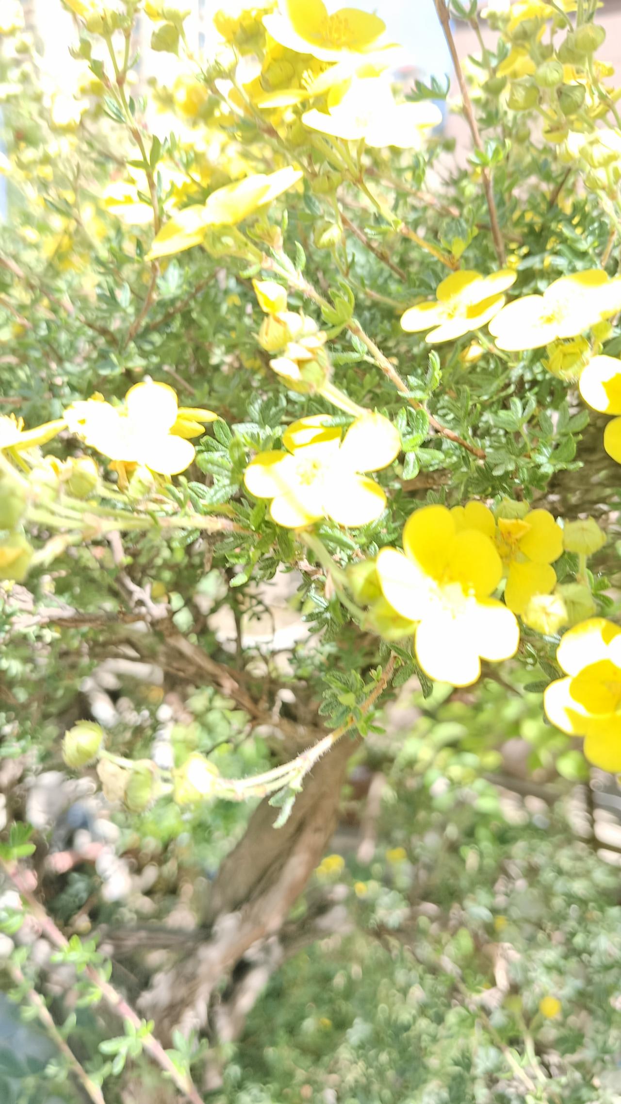 阳光下的黄色花朵，生机勃勃，美丽动人！🌸🌞这些黄色花朵在阳光的照耀下，每一片