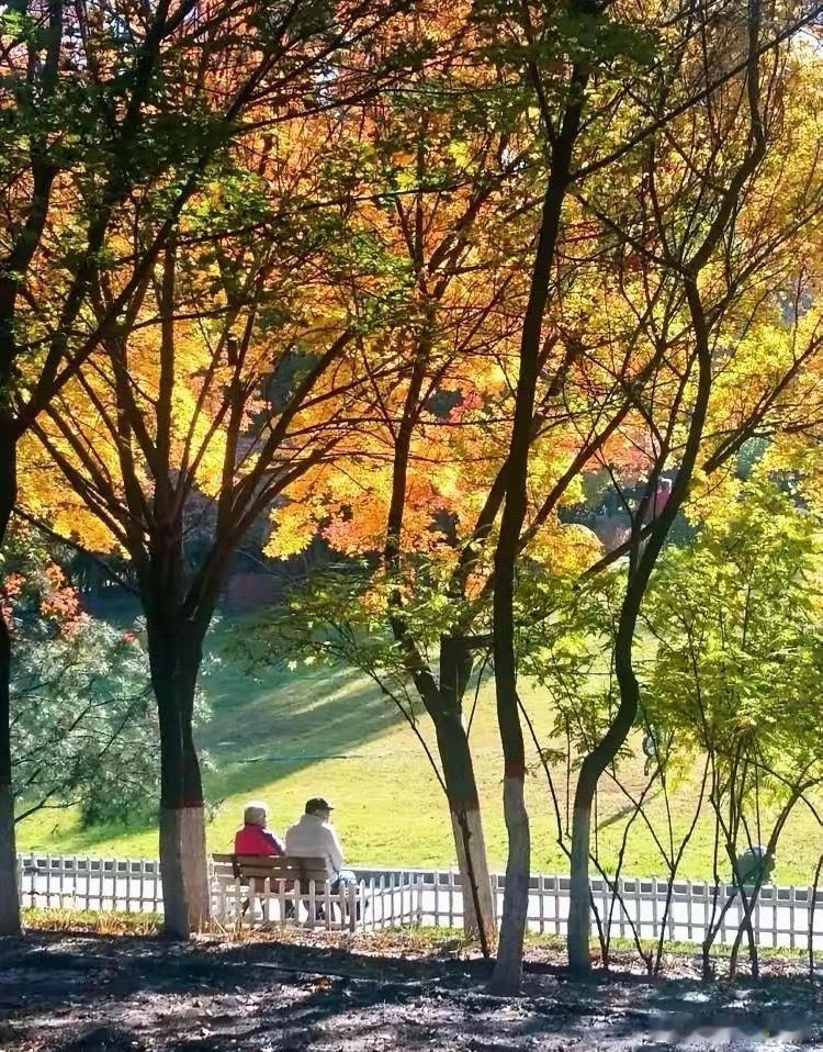 看到一段话：“小时候不理解老人晒太阳，一坐就是半天，长大了才明白，目之所及，皆是