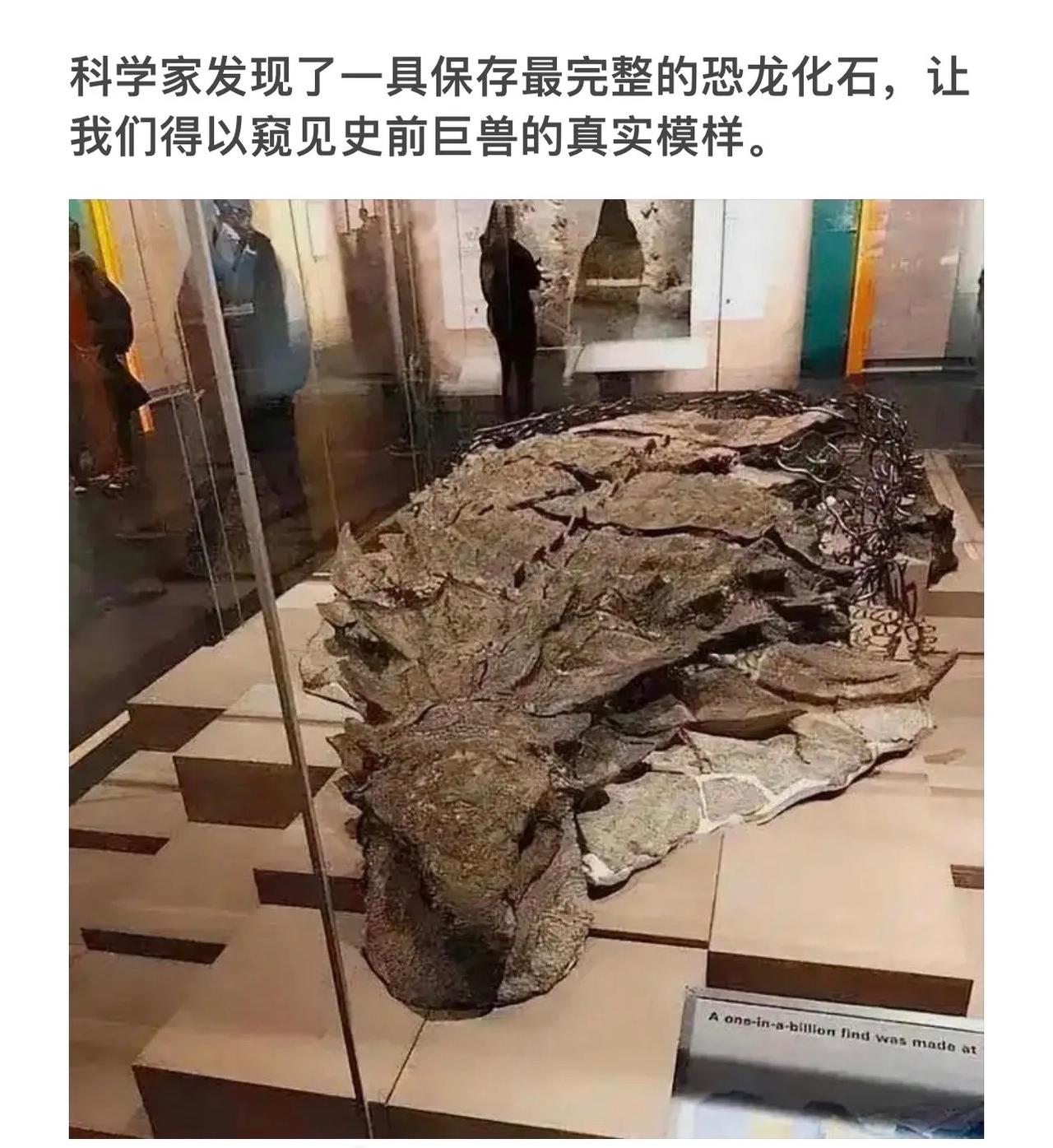 探秘史前巨兽，恐龙化石的震撼揭秘！