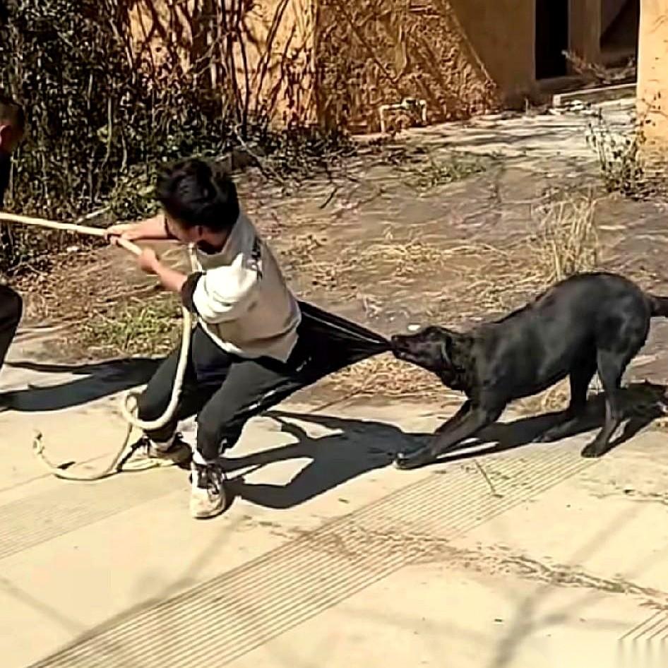 我跟你们讲，要不是这条裤子质量好，我今天就在家彻底社死了。真的，当着两条狗的面