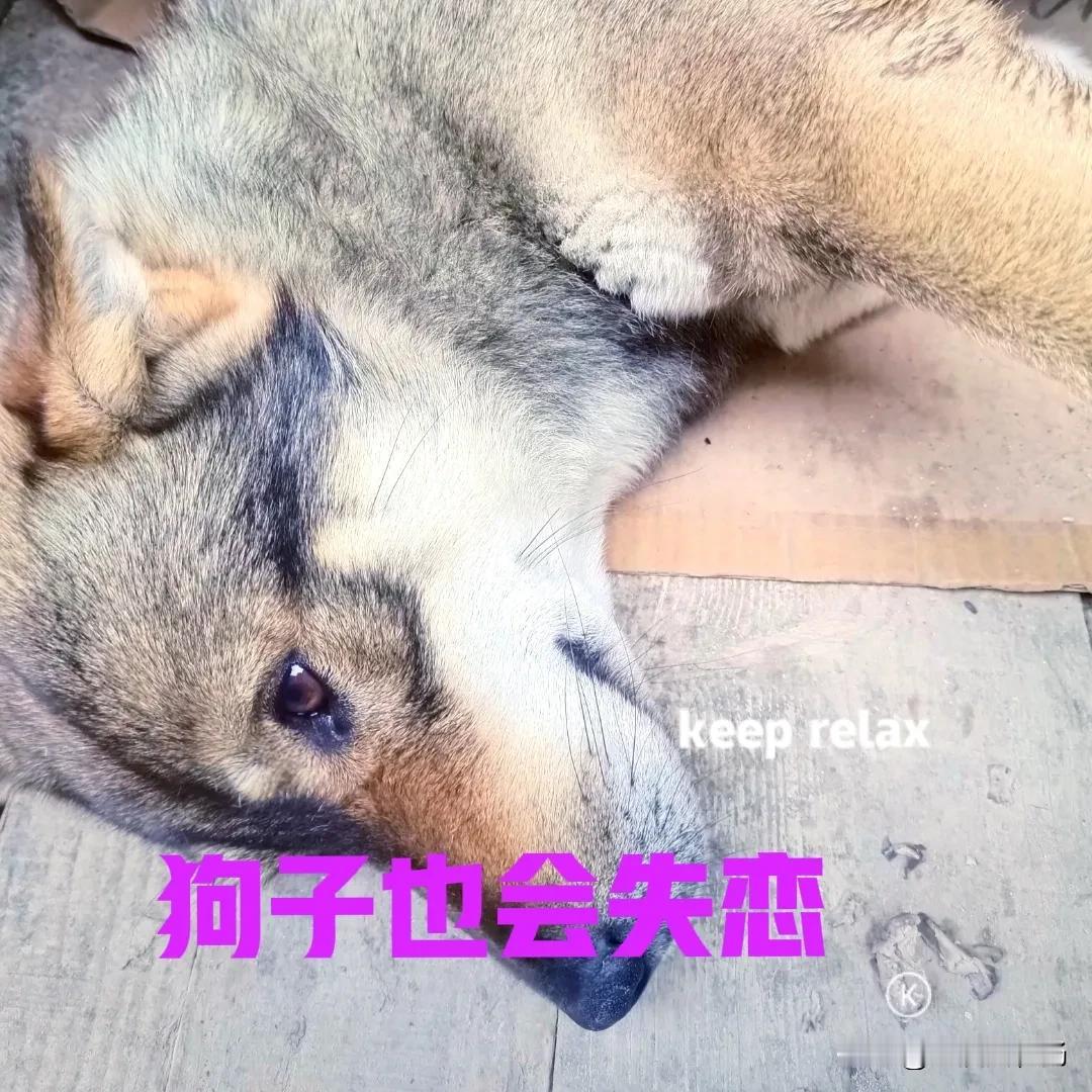 前两天，我家狗子挣脱了链子，偷偷跑出去就一直没有回来。全家人到处都找遍了，也没有