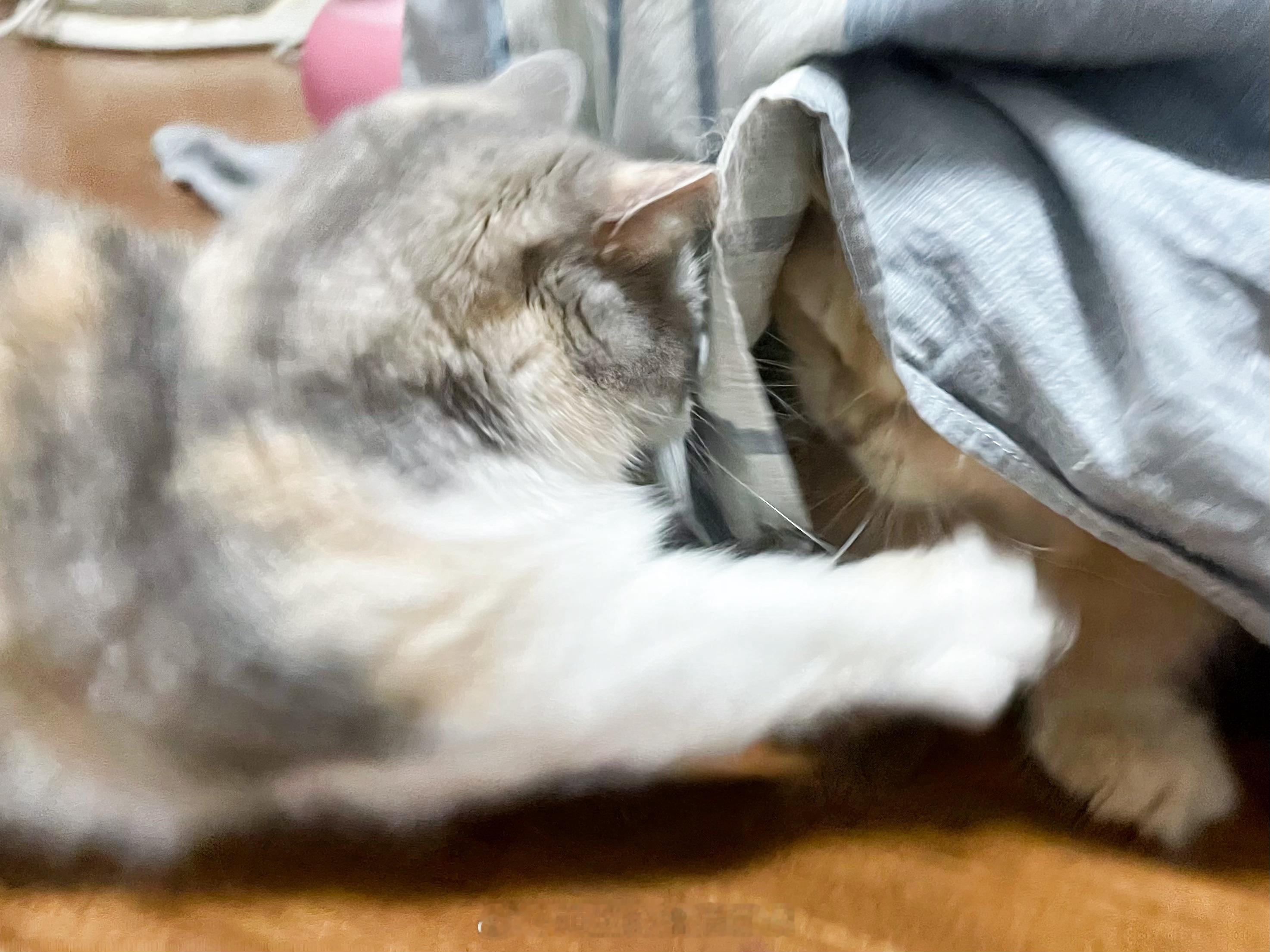 捉迷藏打爸爸，小猫咪你怎么不讲武德？