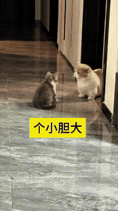谁能想到气场和体型压根不成正比，看完这段画面我笑得停不下来。