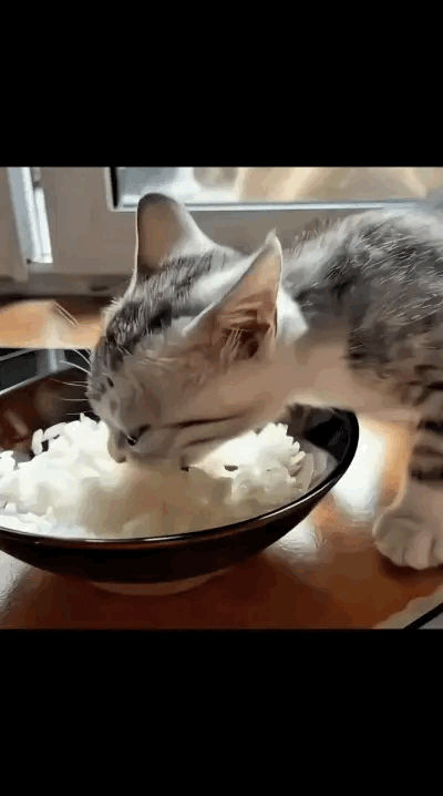 几十块的猫粮不吃，偏来吃我的米饭。你说，我是吃，还是不吃？你爱吃米饭，以后就不用