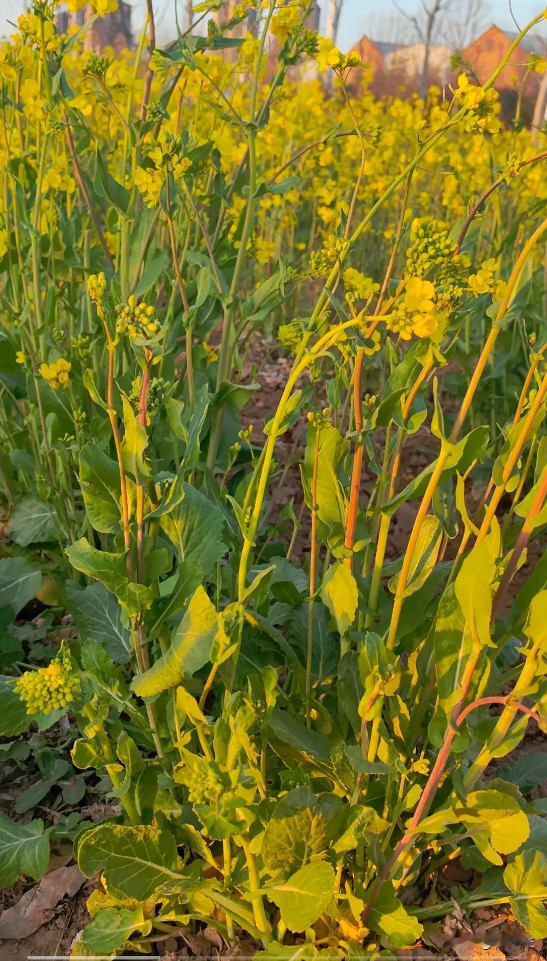 这是我和毛豆第一次一起看油菜花。油菜花一夜之间忽然开放。像一个不情愿出来的孩