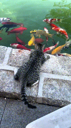 我看了好几遍这只小狸花猫，画面看着真有意思。小猫趴在水池边，盯着水里一群漂亮的大
