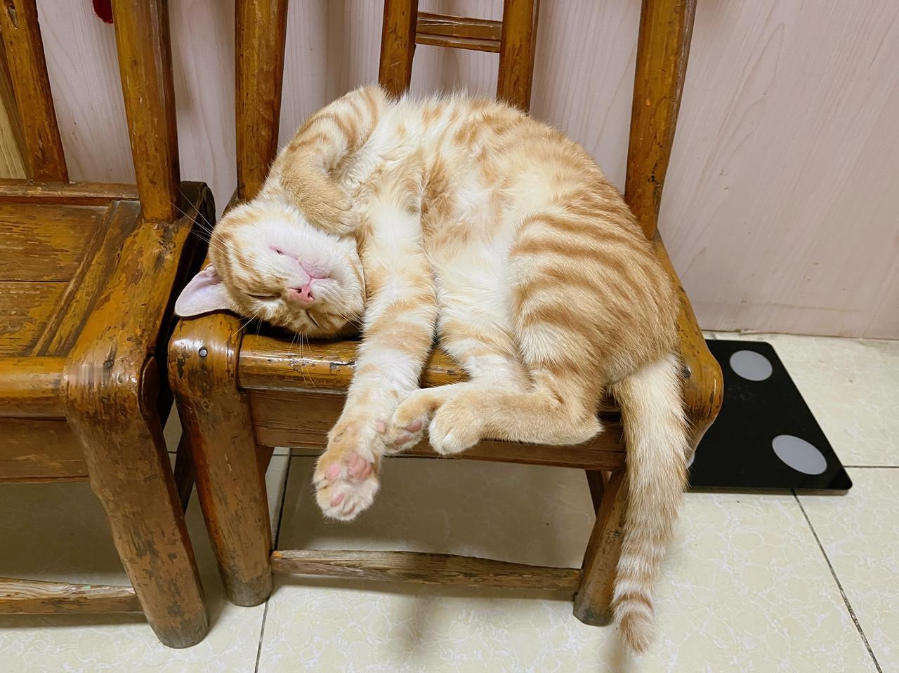 橘猫是公认的易胖体质。俗话说：十个橘猫九个胖，还有一个压倒炕。虽然我这个并不那么