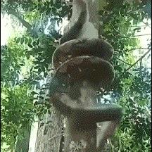 看着那条蛇上树，我竟一时出神。它缠绕树干，身躯如尺蠖般分段丈量——一段缠绕固定，