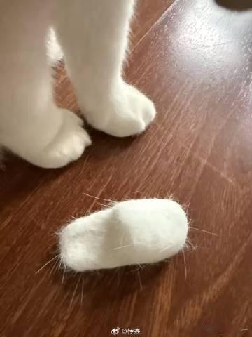一下子跟掉毛的小猫和解了家里到处都是猫毛早就习惯了，学着别人把猫毛收集起来动手