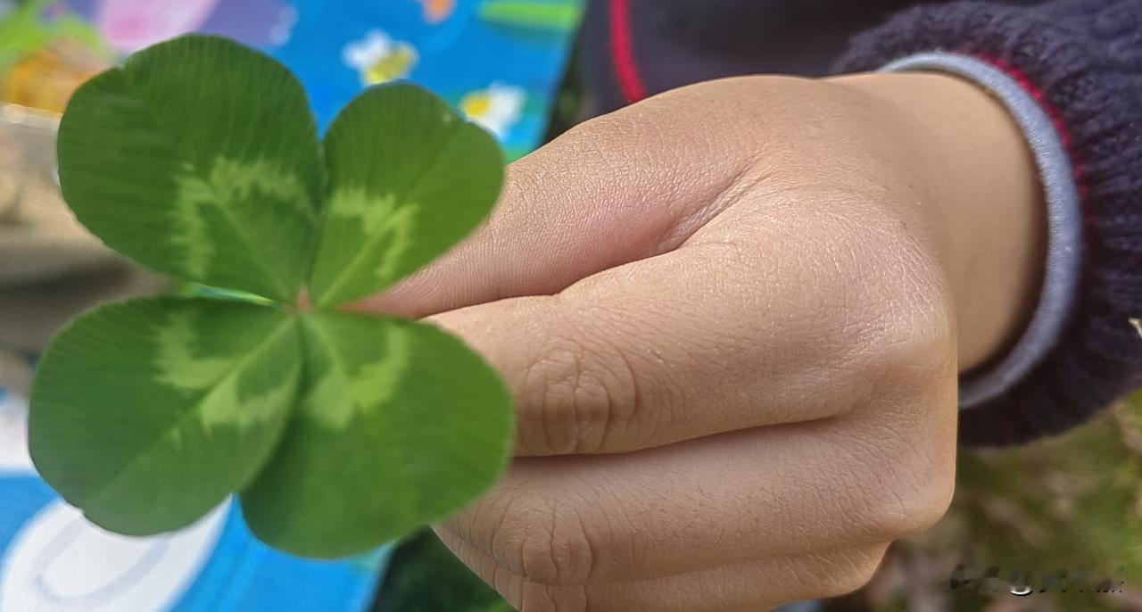 我的摄影日记难得的四叶草