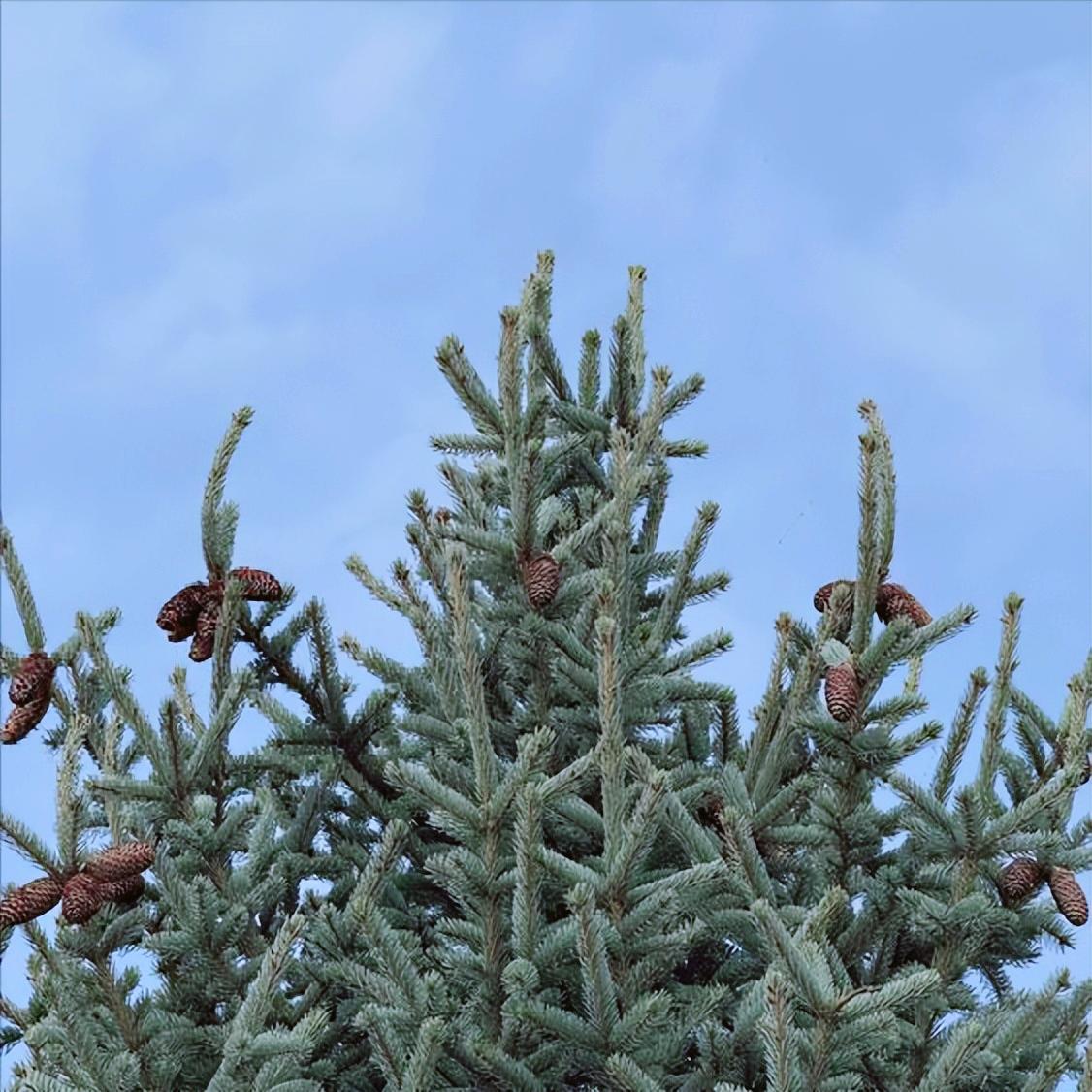 内蒙古：今日党纪政务处分2人  12月党纪政务处分总计7人 12月25日下