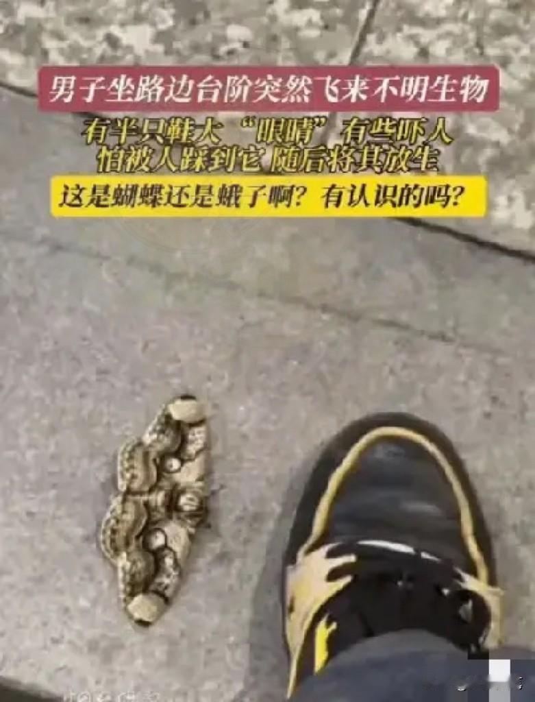 “谁懂啊！放走半只鞋大的虫子，竟错失58万！”福建大哥路边救了只怪虫子，事后才知