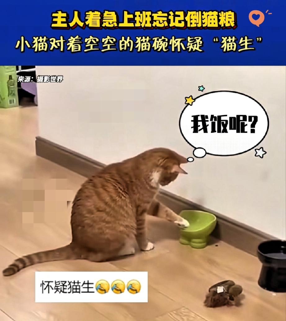 杭州女孩忘喂猫，监控画面笑喷！养宠不是一时兴起，责任才是底线！起晚赶上班