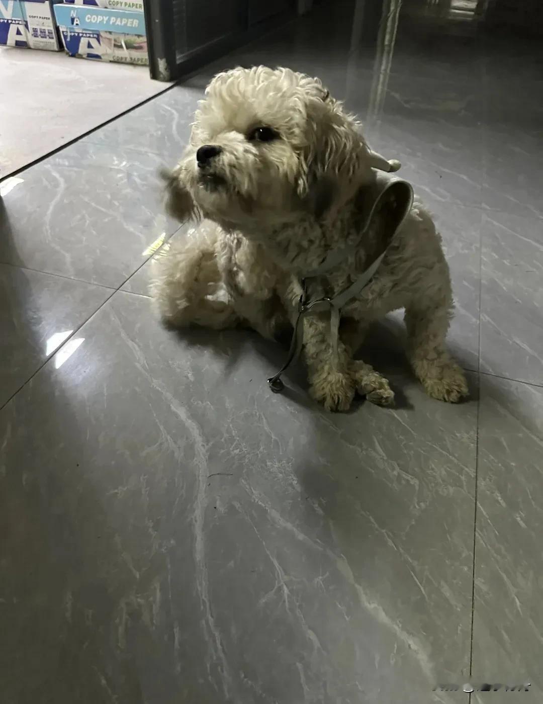 咬人被赶出家门的小狗又跑回来在门口不愿离开，该继续收养它吗？这只小狗是在公园玩