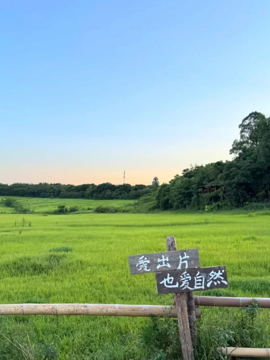这不就是我梦中的稻田吗🌾