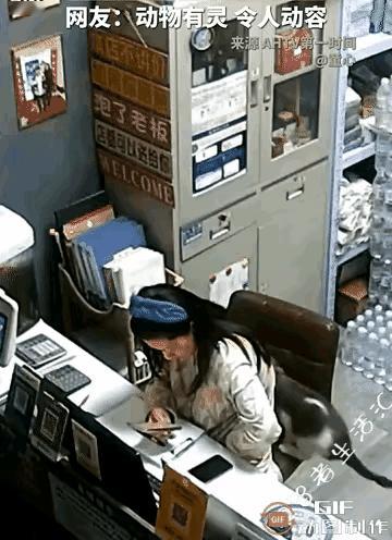 养了十年的猫咪，最后竟用一个吻和主人告别！这一幕真的看哭无数人！