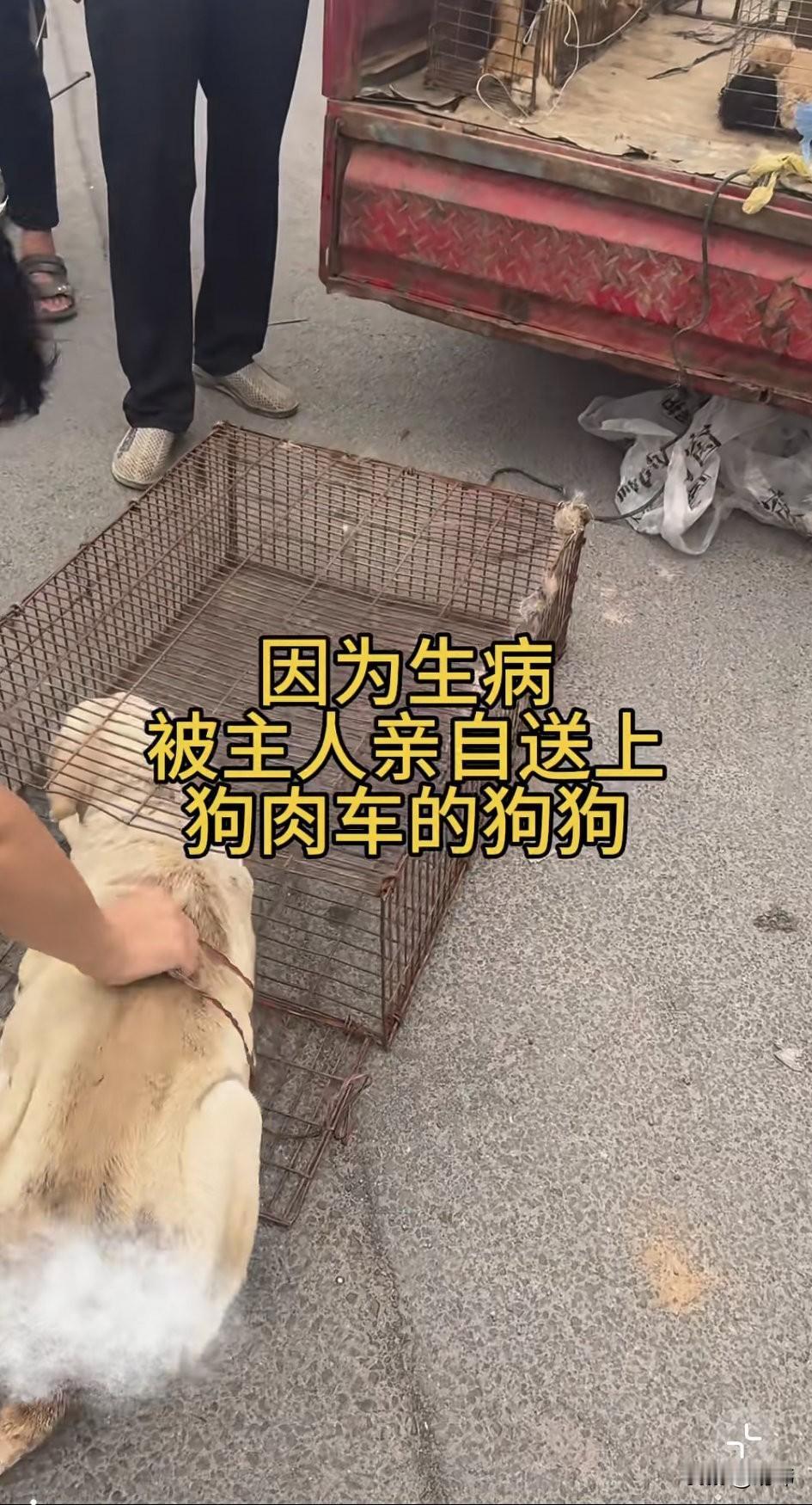 这主人太没责任心了！这天一位小哥哥去晨跑，当他跑到一个路口的时候，看到前面聚集了