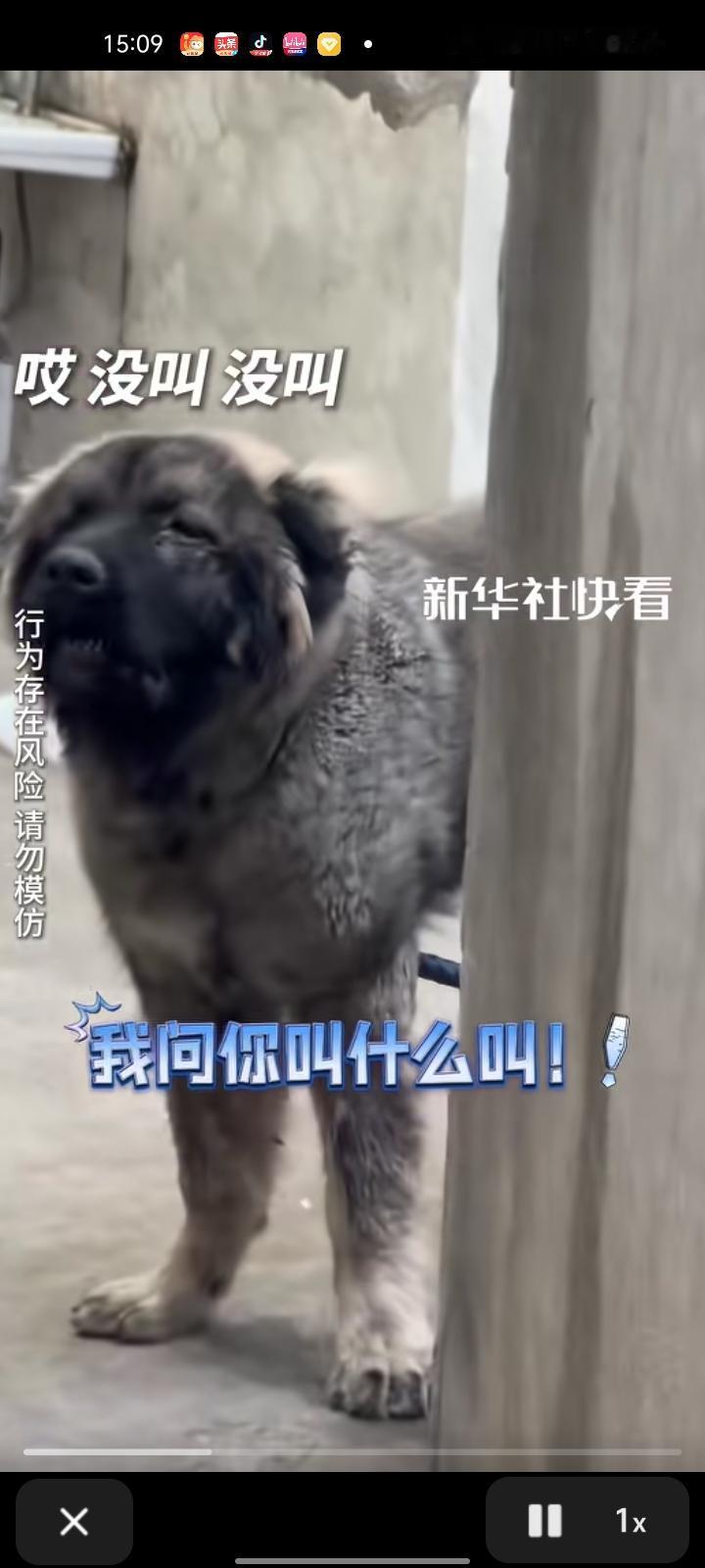 10月25日，福建漳州。男子去厂里办事被小奶狗吓到，小孩姐出手相助，直接对狗打一