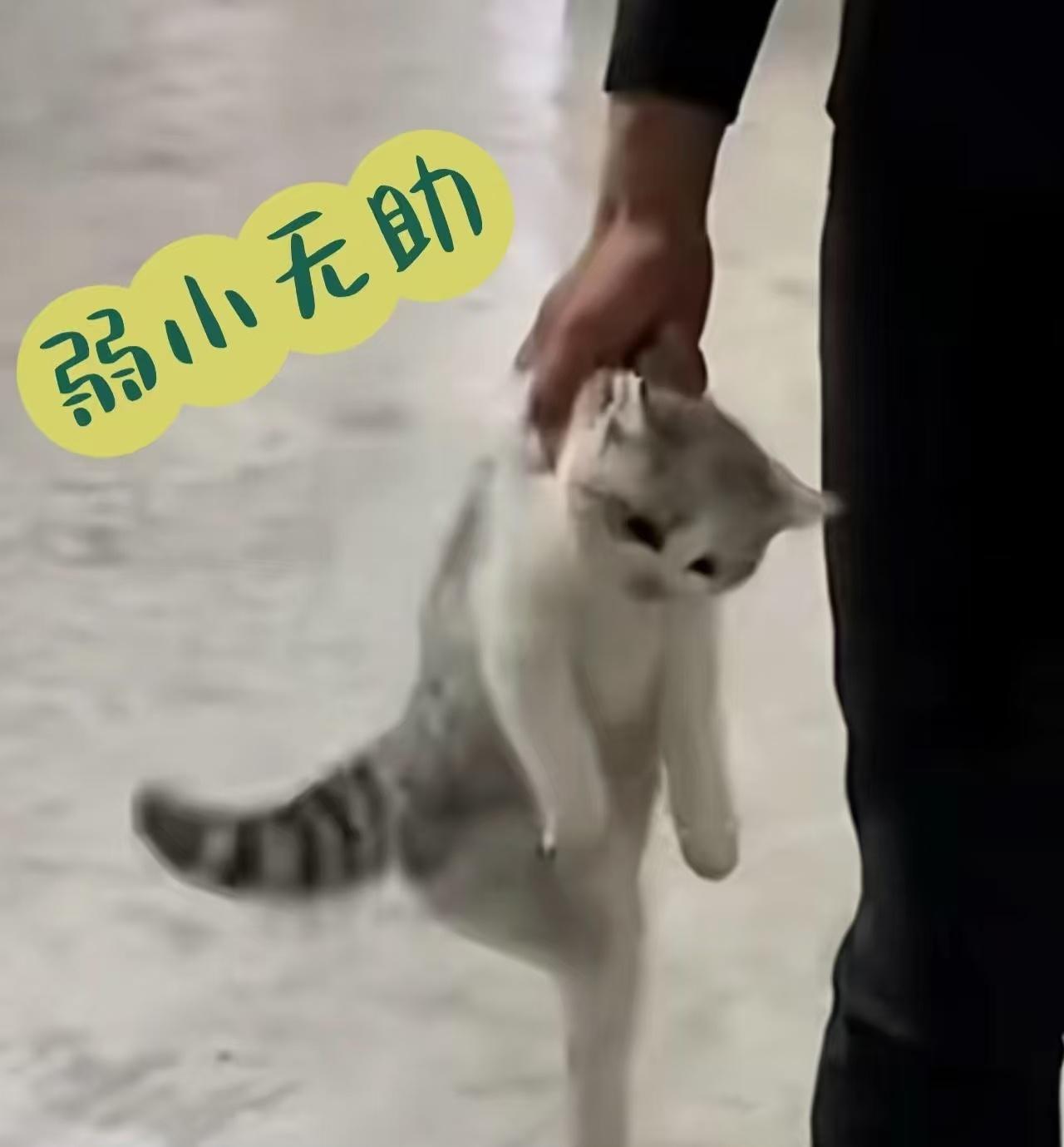 湖南“教官”摔死小猫事件有后续了。根据学校最新发出的通报，摔死小猫的“教官”