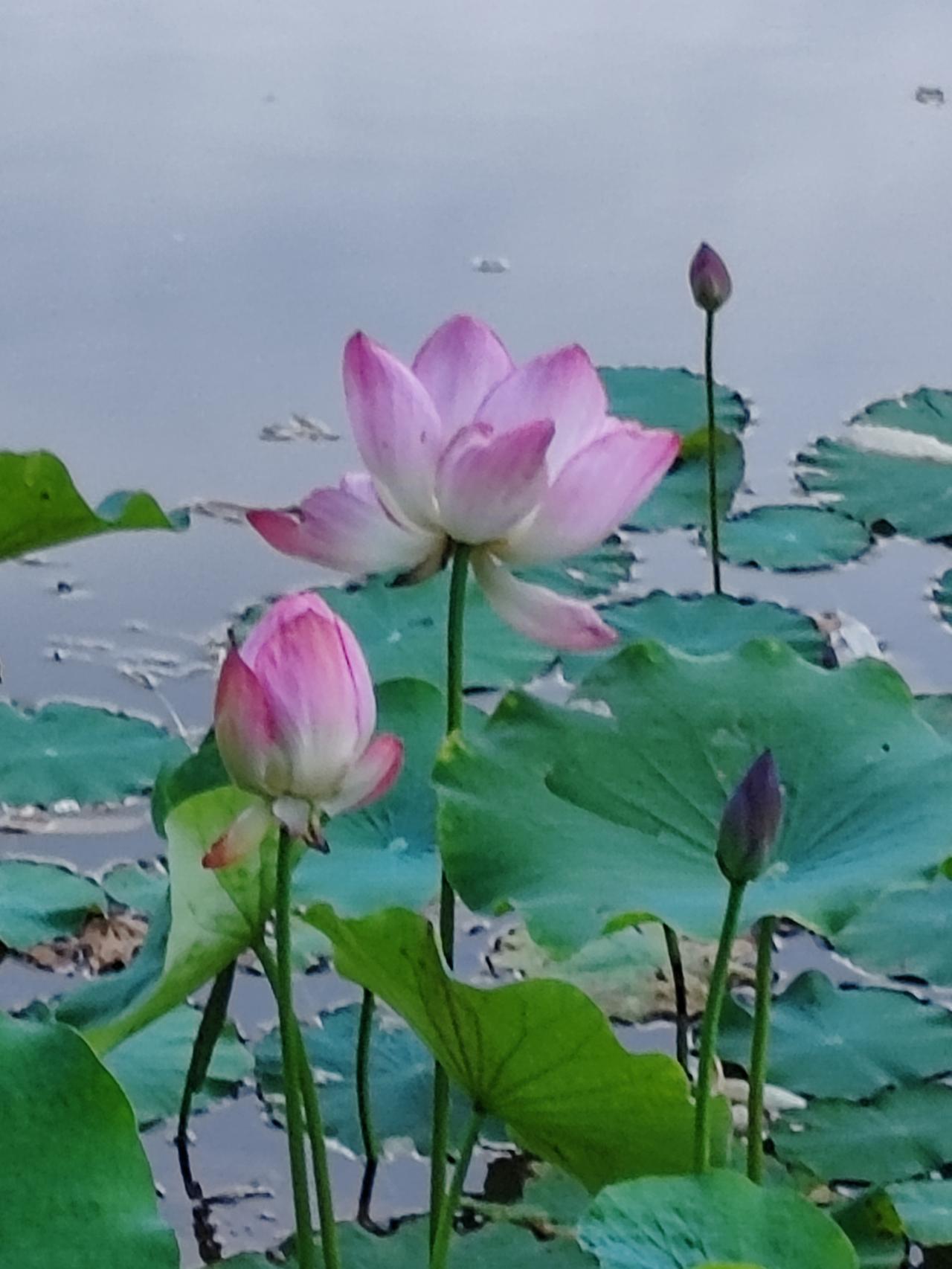 夏日美景随拍《日暮荷塘》日暮荷塘景色齐，花蕾举枪新花闭。老花依然绽颜色，荷香淡淡