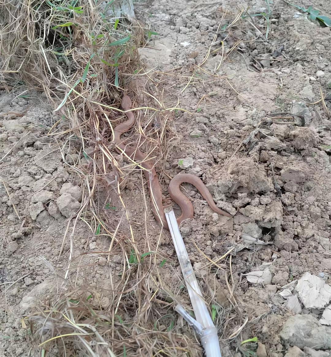 这到底是什么品种的蛇，看头三角形，这绝对是条毒蛇。