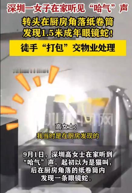 “是个狠人！”广东深圳，女子在家中听到厨房传来“哈气”声，起初还以为是家里小猫在