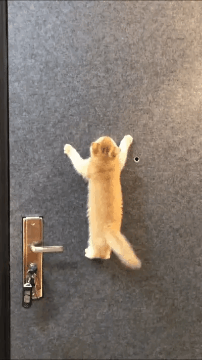 猫绝对是天生的攀爬高手，在墙壁上就像走平地一样。