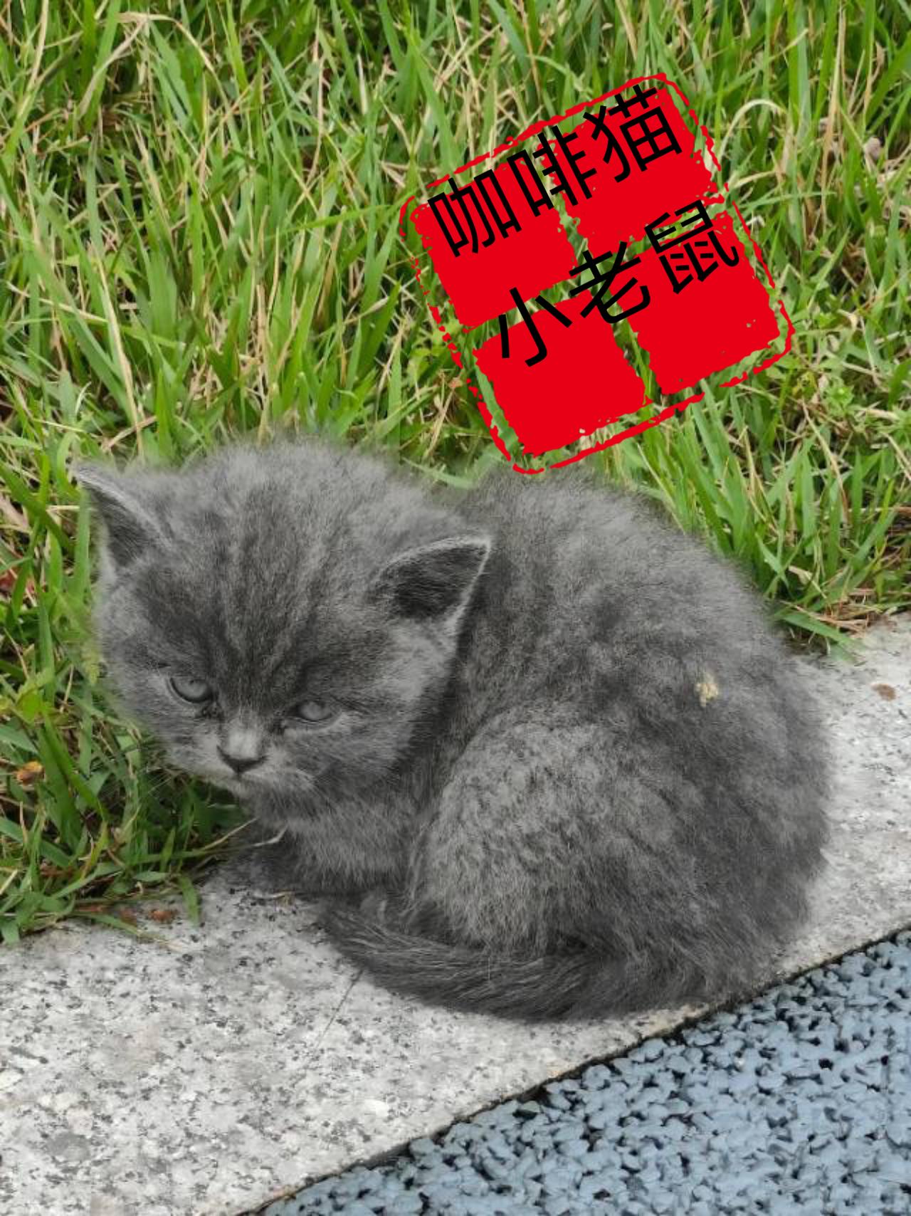 你敢相信自己的眼睛吗？这么乖巧懂事的小猫，竟然被自己的主人用纸箱包裹好后，遗弃在