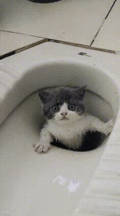 我的天这猫还能要吗？一不留神就溜进厕所里去了现在爬不上来了吧[滑稽笑]