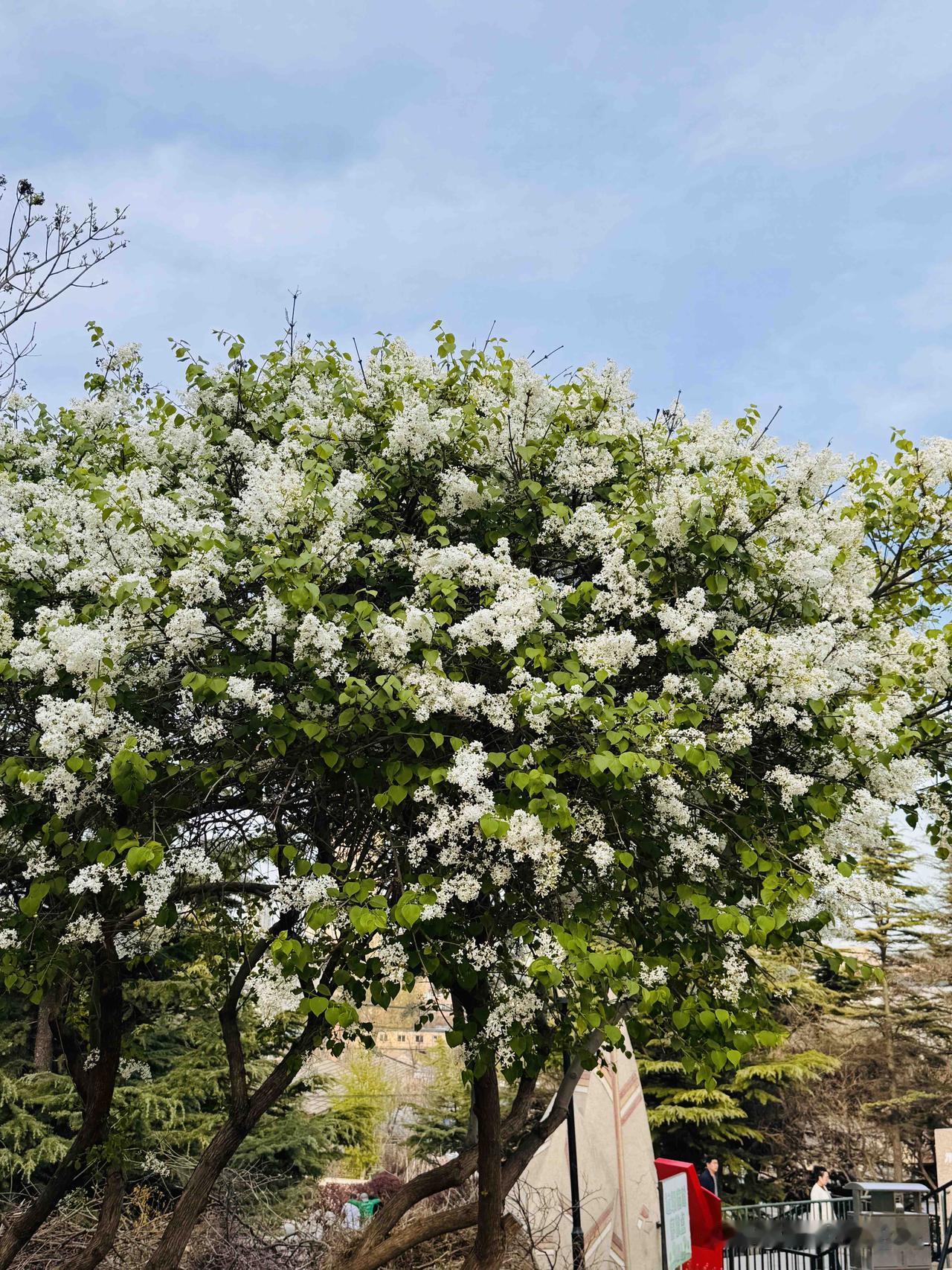 今天的天气相当不错，可能是星期天的原因，甘井子公园里的人特别多，小孩子也很多。