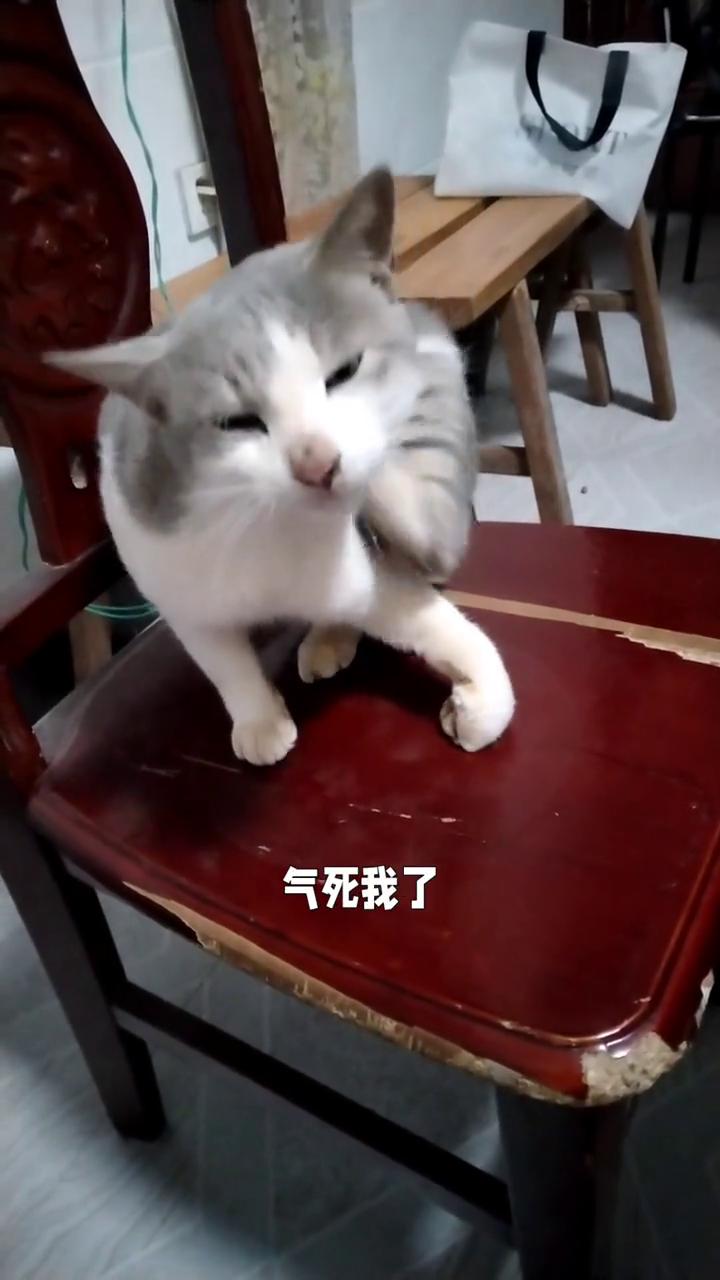 在山上放野兽夹子，猫腿夹断了。看一下，14厘米款(手工产品尺寸会有0.5左右差