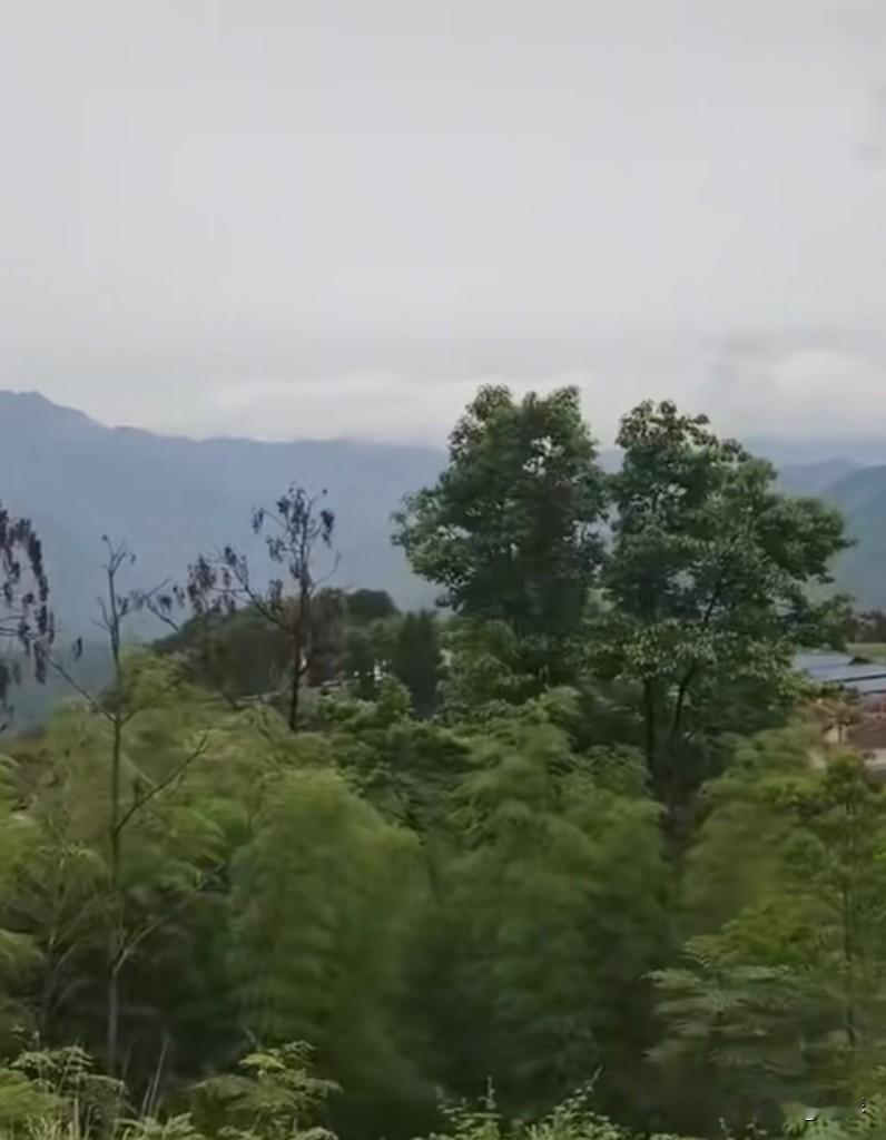 我本人就是中医的受益者。五年前，我被确诊为结直肠癌晚期，手术后通过两次活检(