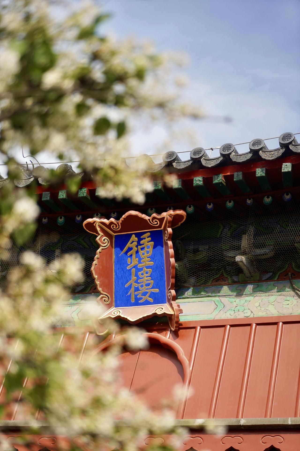 🏯智化寺，六百年古刹的梨花盛开🚶‍♀️游玩路线：智化门→智化殿→藏殿
