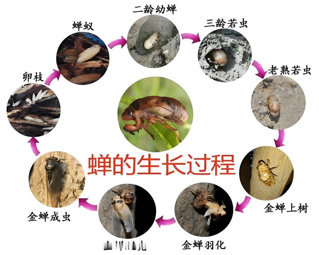 在北方最硬核的下酒菜当数油炸知了猴了，一上桌就遭哄抢，从来没有剩下的时候，吃最新