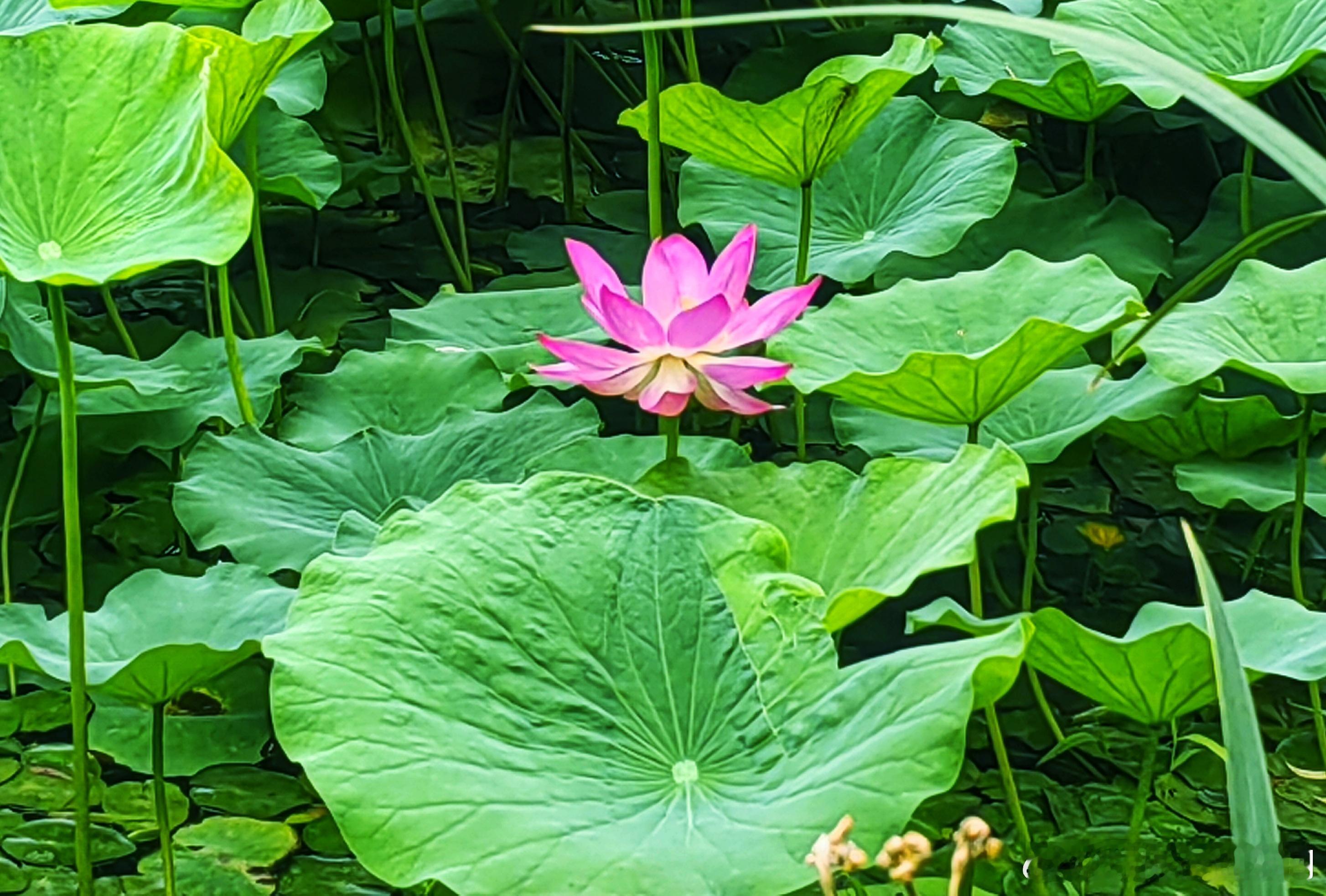 陶然亭公园荷花初开2025.6.13摄影初夏北京美景​​​